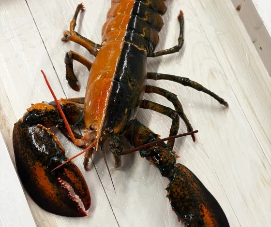 Half Brown, Half Orange: New England Fascinated by Extremely Rare Lobster Discovery
