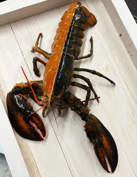 Half Brown, Half Orange: New England Fascinated by Extremely Rare Lobster Discovery
